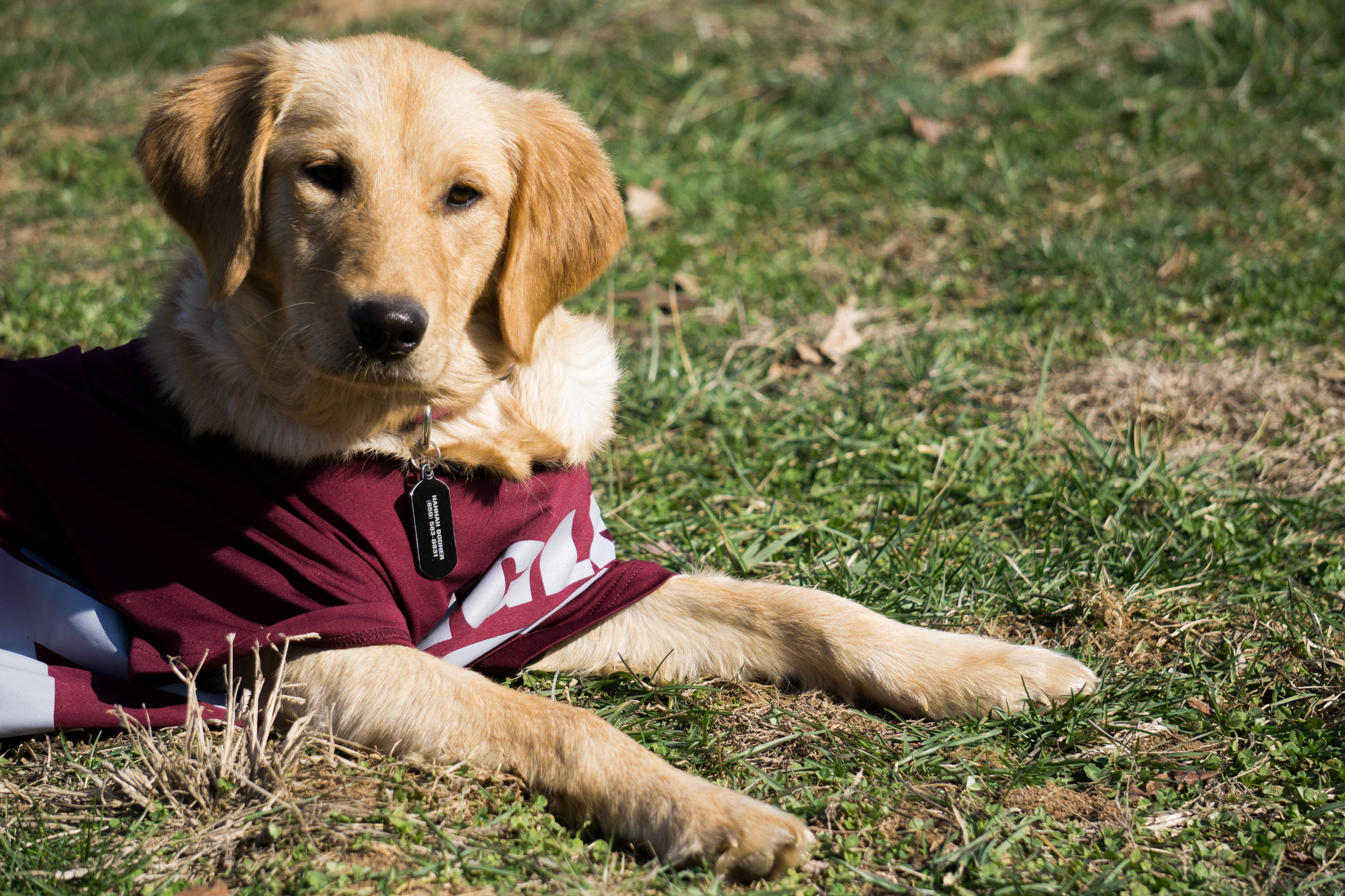 photo of Maggie the golden retriever